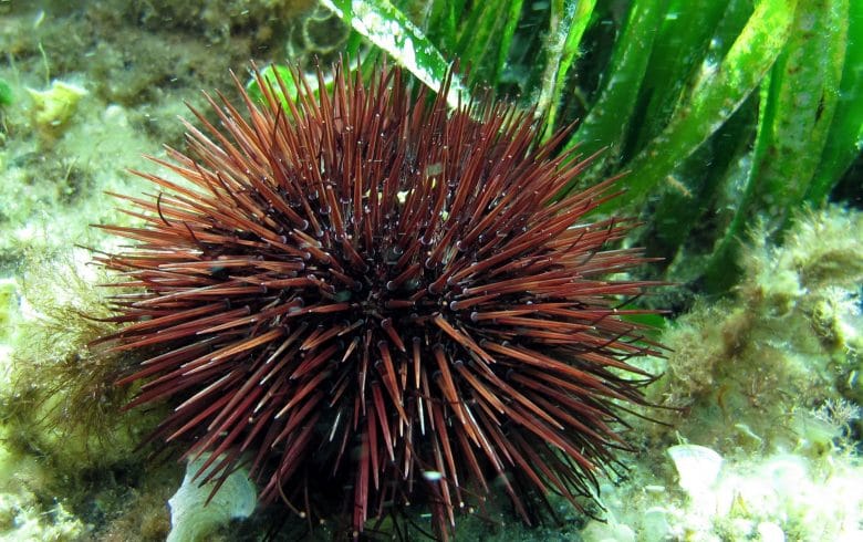 Purple sea urchin or Common sea urchin - Institut océanographique Paul  Ricard