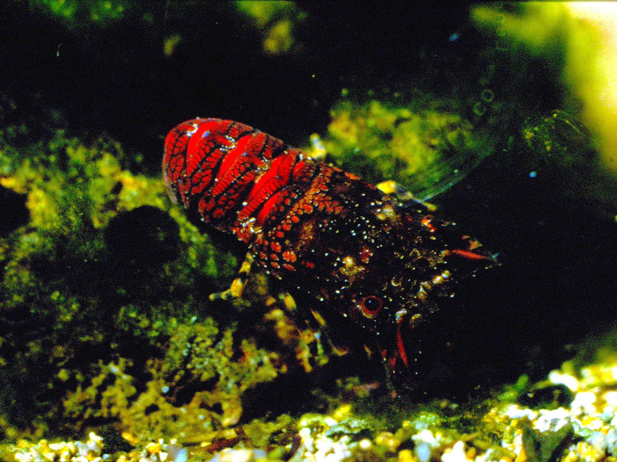 Petite cigale de mer - Institut océanographique Paul Ricard