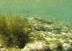 Juvénile de sar à museau pointu, Diplodus puntazzo, l'une des nombreuses espèces des zones lagunaires. (Ph. A. Vion)